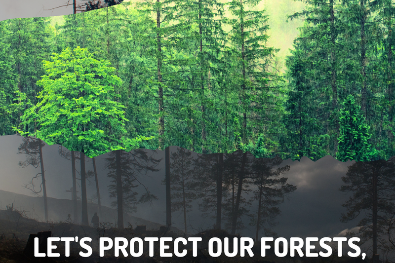 Erasmus+ Youth Exchange ”LET'S PROTECT OUR FORESTS! LET'S PROTECT OUR FUTURE!” 30 mai - 6 Iunie 2024