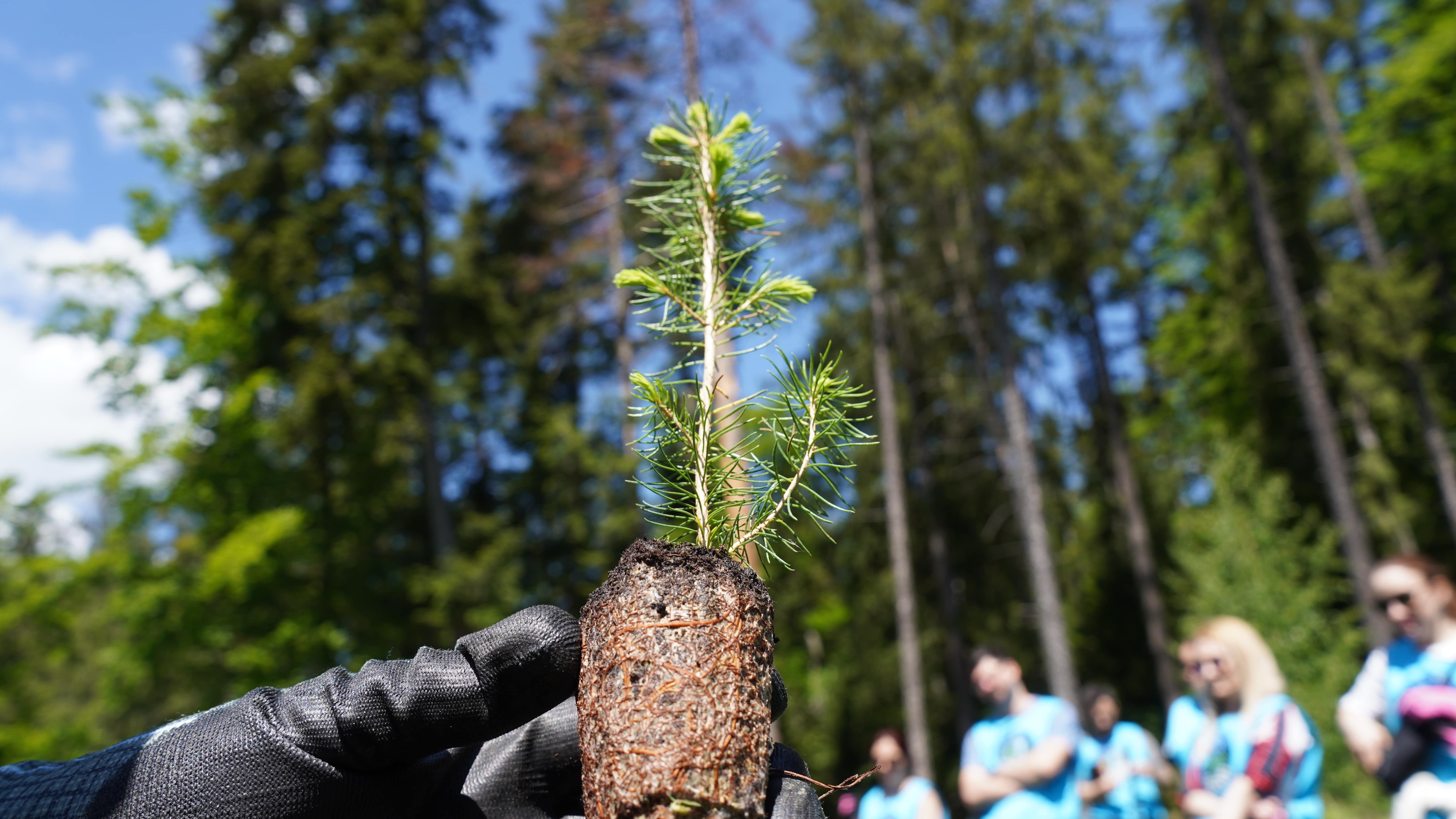 Plantare Oxigen Vălenii de Munte
