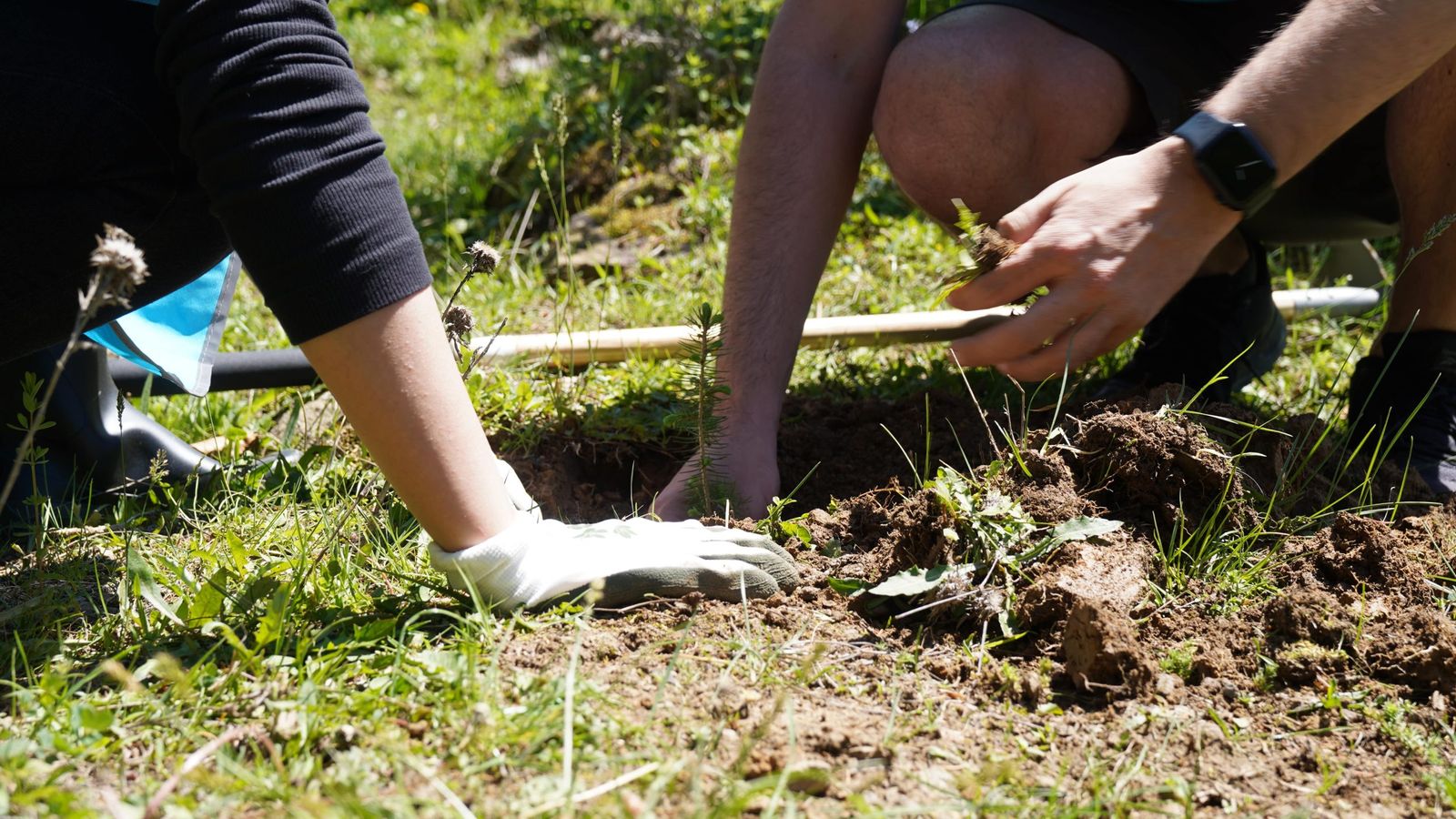 Plantare Oxigen Vălenii de Munte