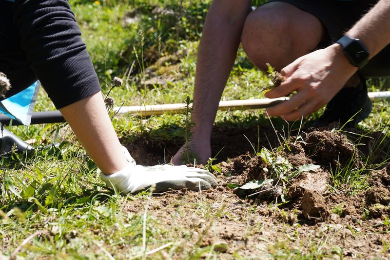 Plantare Oxigen Vălenii de Munte