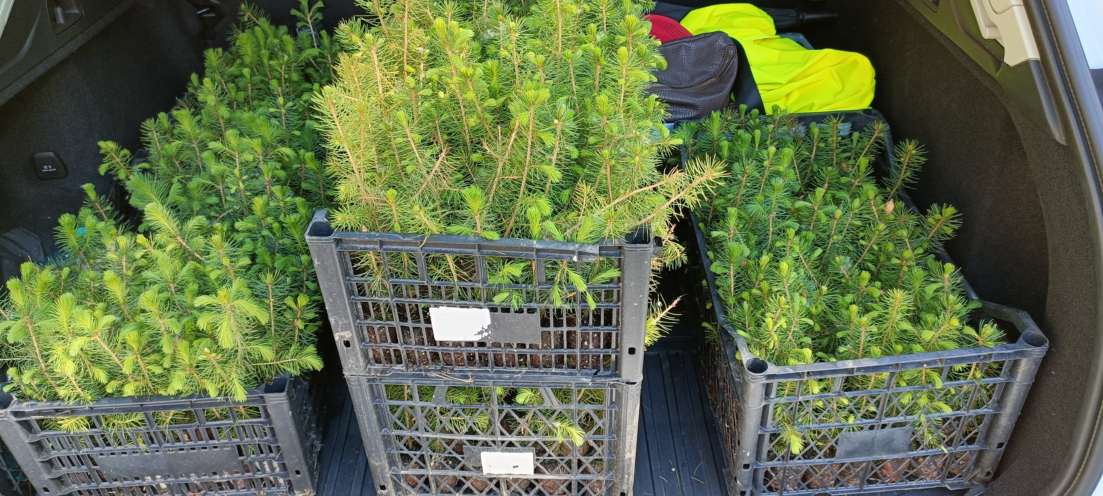 Plantare Oxigen Vălenii de Munte