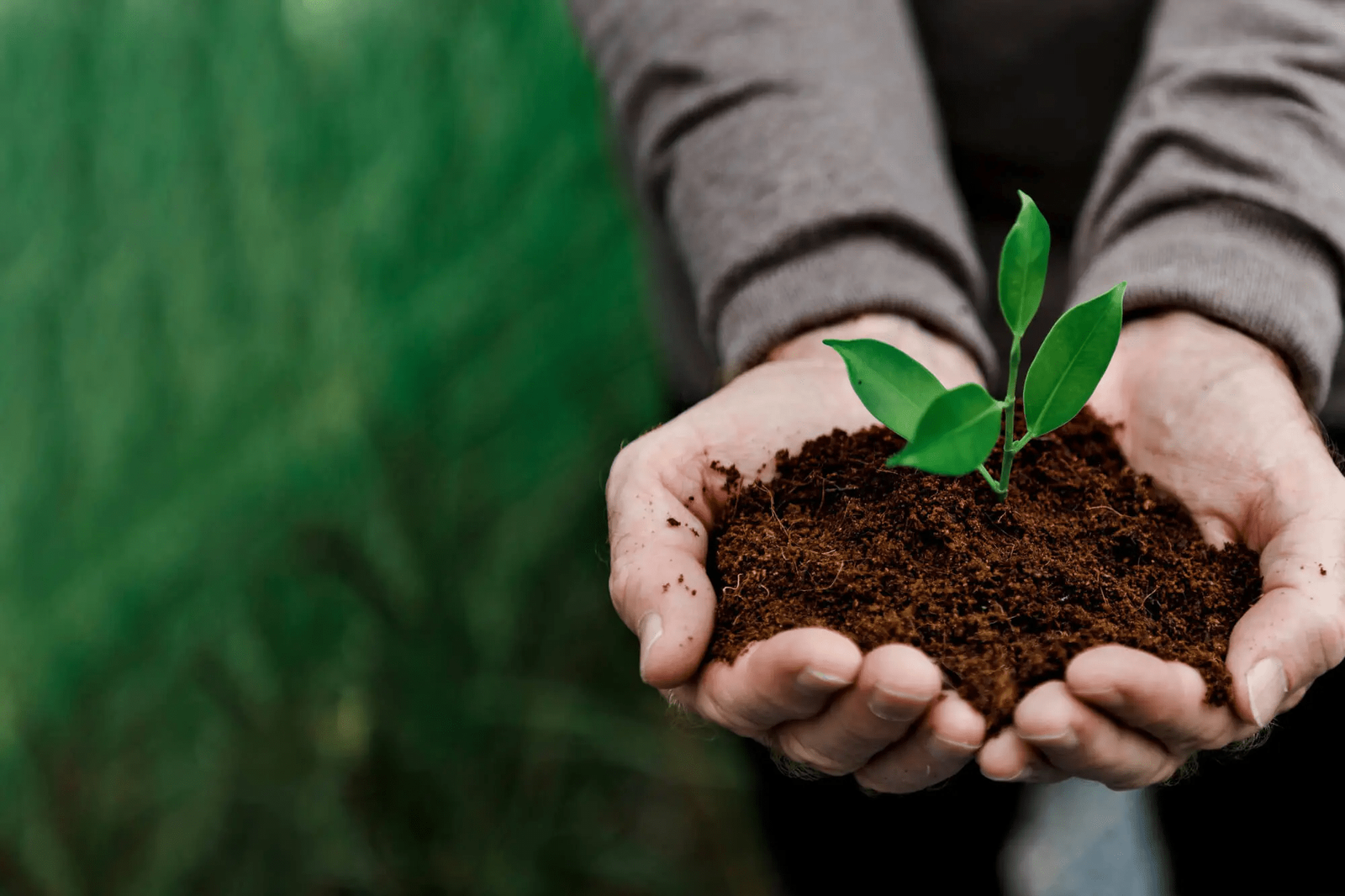 Agricultura bio: mit sau realitate?