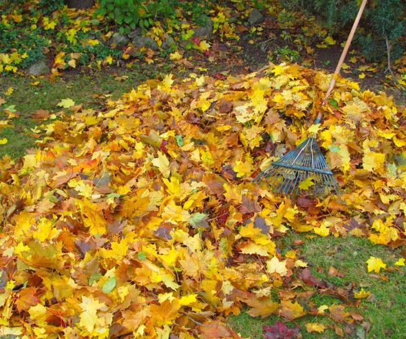 Frunzele din gradina ta