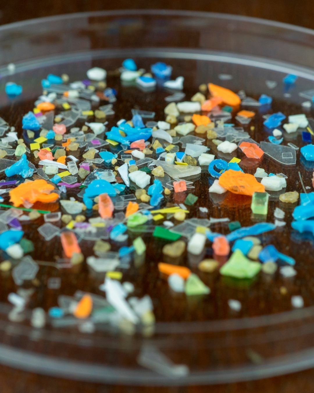 Microplasticele în creierul uman: Nivel alarmant și posibile riscuri pentru sănătate